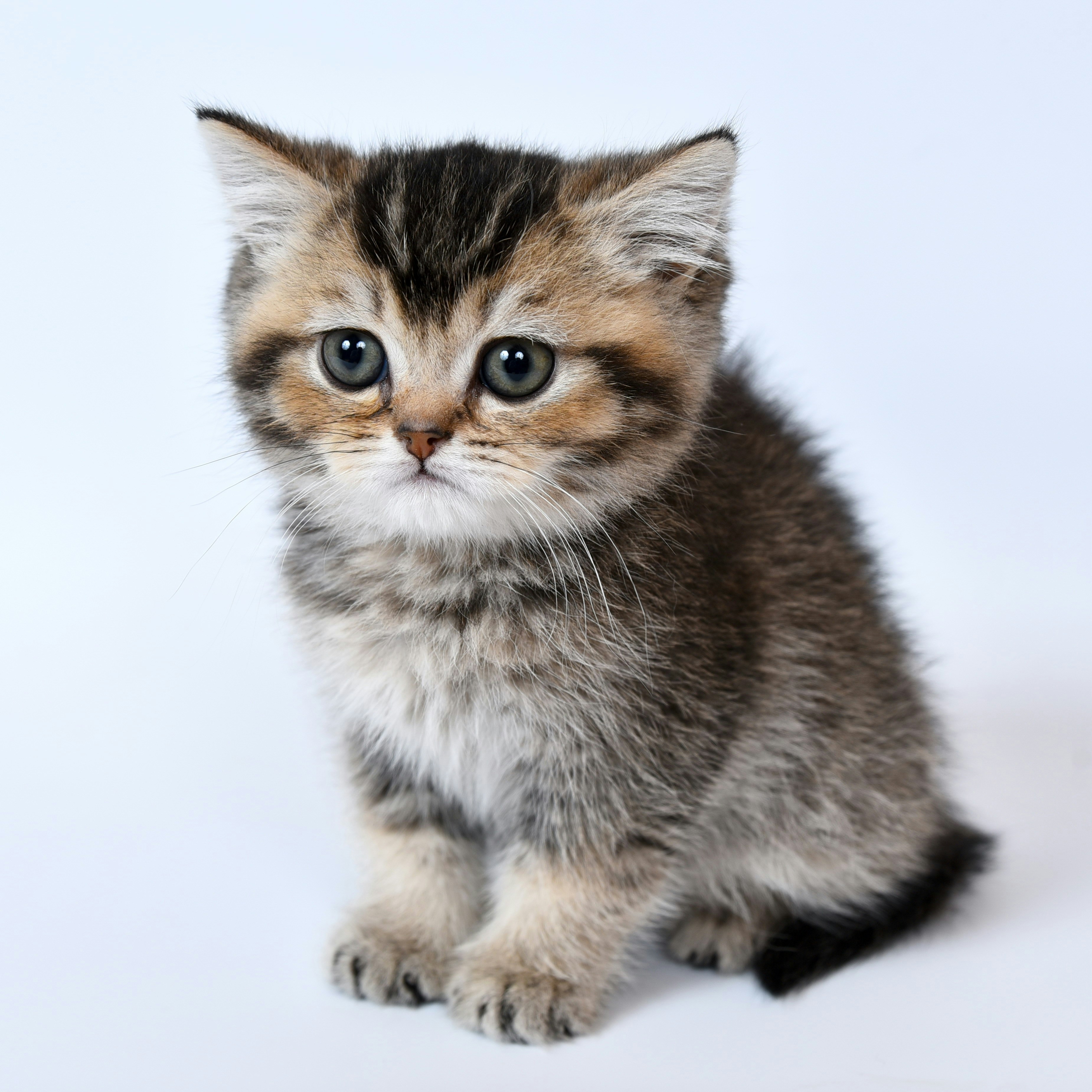 cute kitten